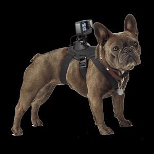 Go pro dog mount